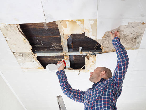 Best Mold Damage Restoration  in Maxwell, CA